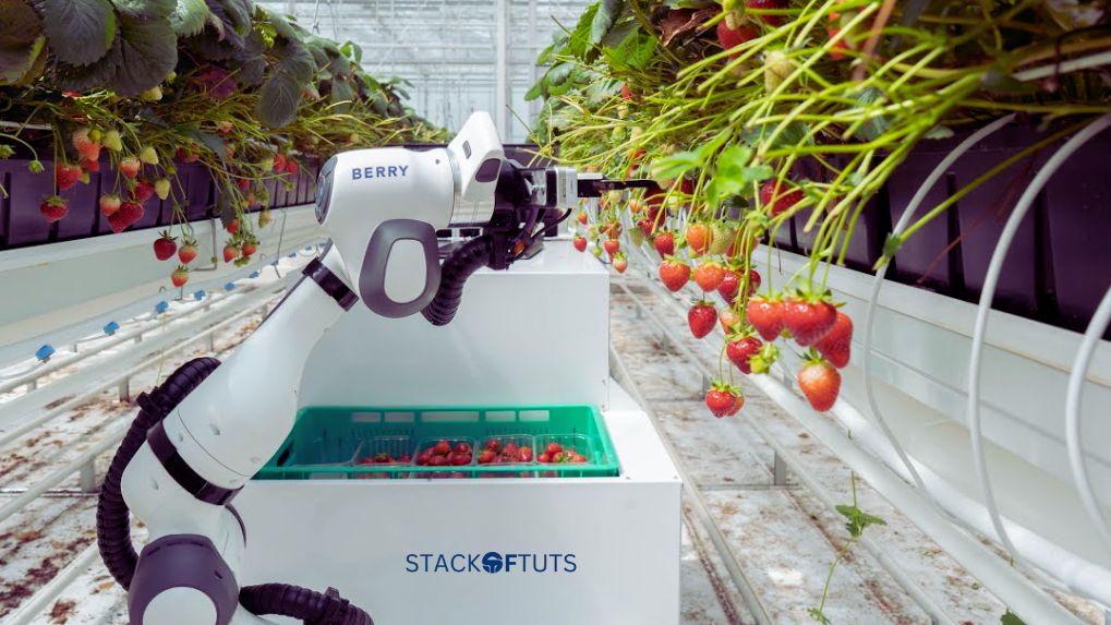 Enhancing food safety with AI: Artificial intelligence to improve the food and agriculture sectors